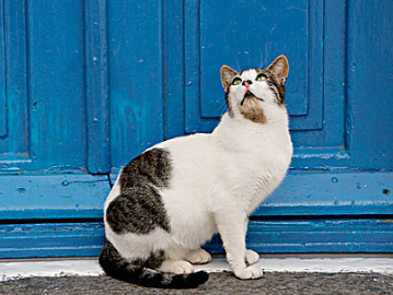 小奶猫可以吃什么食物 小奶猫可以吃什么食物