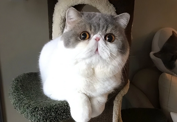 加菲猫的性格特点 加菲猫的性格特点