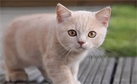 小猫流脓封眼怎么办用什么药
