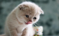雏菊对猫咪有害吗