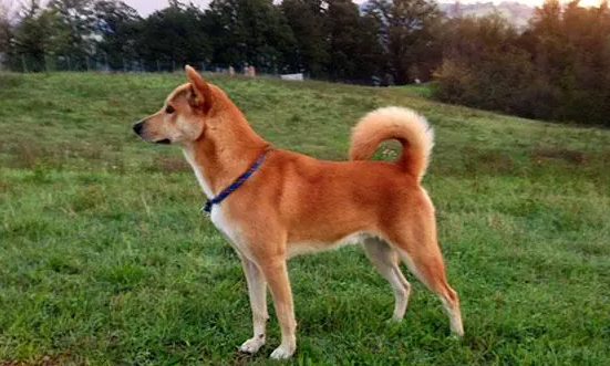 饲养卡南犬当宠物,先了解下它的优缺点吧! 饲养卡南犬当宠物,先了解下它的优缺点吧!
