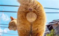 小公猫几个月开始长蛋蛋？想知道的看这篇文章！