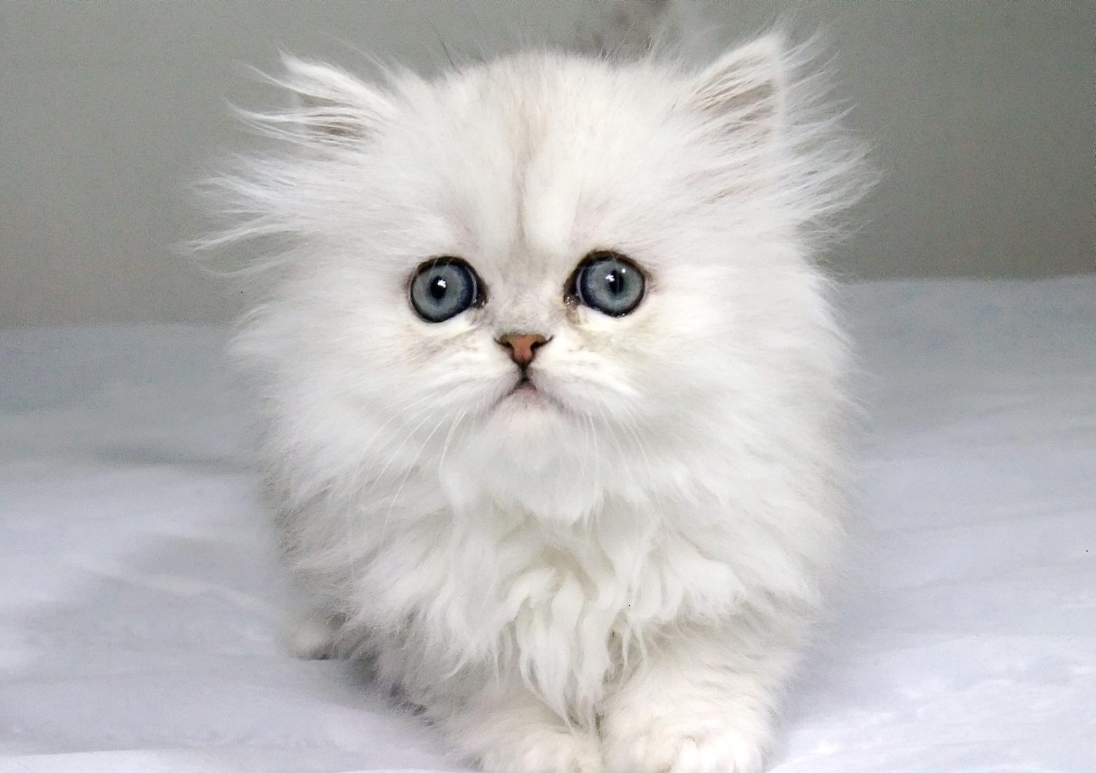 波斯猫多少钱一只 波斯猫多少钱一只