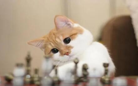 猫咪养熟了的几种表现 猫咪养熟了的几种表现