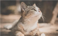 猫咪眼睛红肿用什么眼药水效果好
