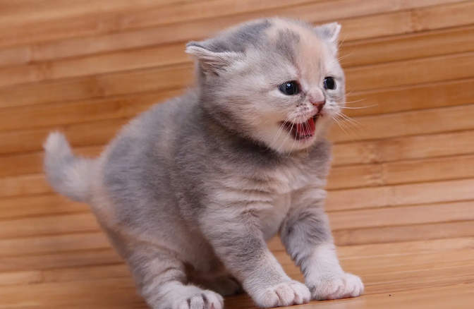 不到三个月的猫咪可以洗澡吗 不到三个月的猫咪可以洗澡吗