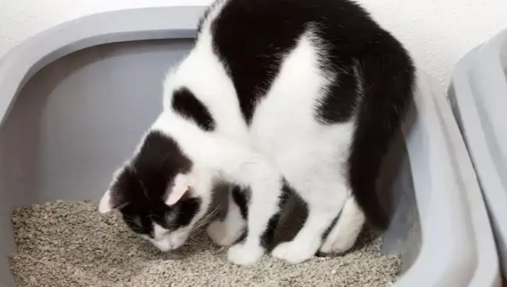 去除猫尿骚味的小妙招有哪些？学会so easy！