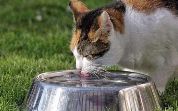 猫咪不喝水是什么原因