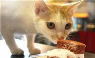 猫咪可以吃蛋糕吗