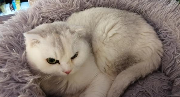 今日科普：猫的尾巴受大脑控制吗？