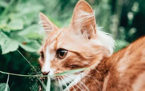 猫吐拉稀没精神怎么办吃什么药 猫吐拉稀没精神怎么办吃什么药