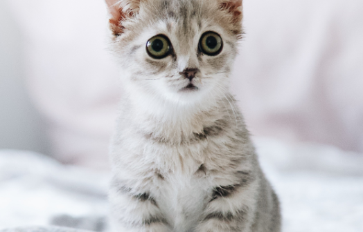 猫眼睛肿了怎么办才能消肿快 猫眼睛肿了怎么办才能消肿快