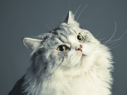 猫假孕肚子是硬的吗还是软的 猫假孕肚子是硬的吗还是软的