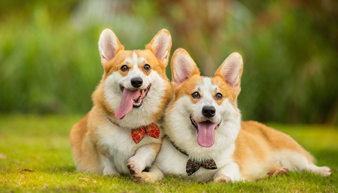 柯基犬拉血是什么原因造成的