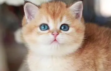 猫咪多久吃一次维生素片比较好