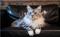 缅因猫多少钱一只