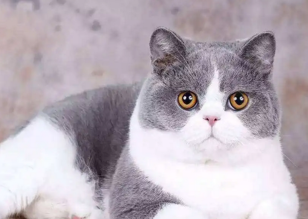 猫咪可以吃奶油吗 猫咪可以吃奶油吗