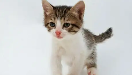小奶猫多大走路不摇晃正常