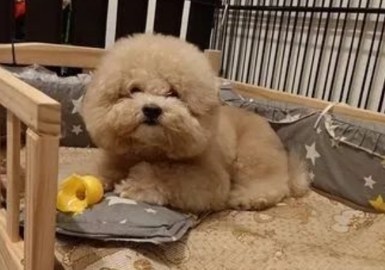 狗子五分钟不到弄坏新玩具,一脸悲伤,主人:根本骂不下口 狗子五分钟不到弄坏新玩具,一脸悲伤,主人:根本骂不下口