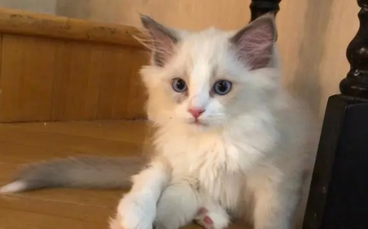 两个月的小猫独自流浪能活吗? 两个月的小猫独自流浪能活吗?
