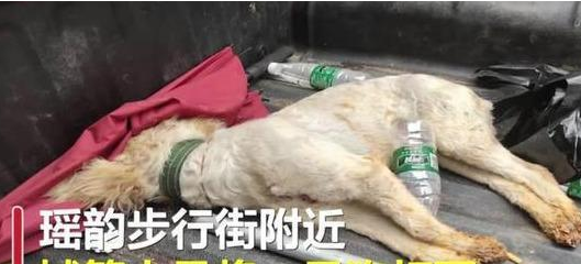 私自上街的宠物狗被活活打死:狗无牵绳一律捕杀 私自上街的宠物狗被活活打死:狗无牵绳一律捕杀