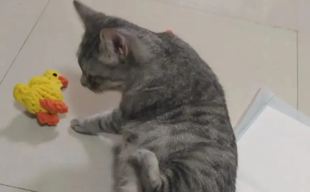 猫羊水破了没有宫缩怎么回事