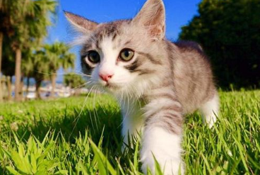 小猫多久断奶吃猫粮 小猫多久断奶吃猫粮