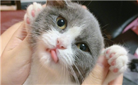 猫尿床怎么办啊