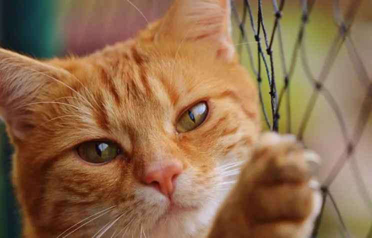 猫后腿根部软软的鼓包怎么回事