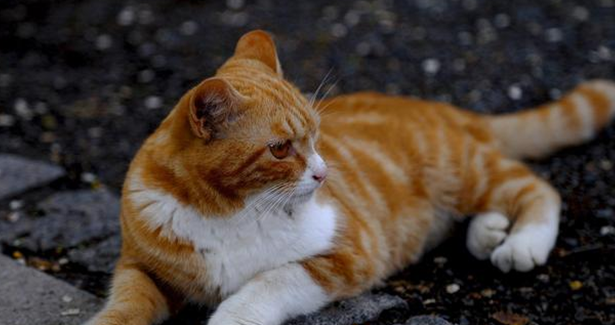 猫有眼泪有泪痕眼屎怎么办啊 猫有眼泪有泪痕眼屎怎么办啊