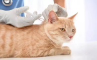猫三联多少钱一针