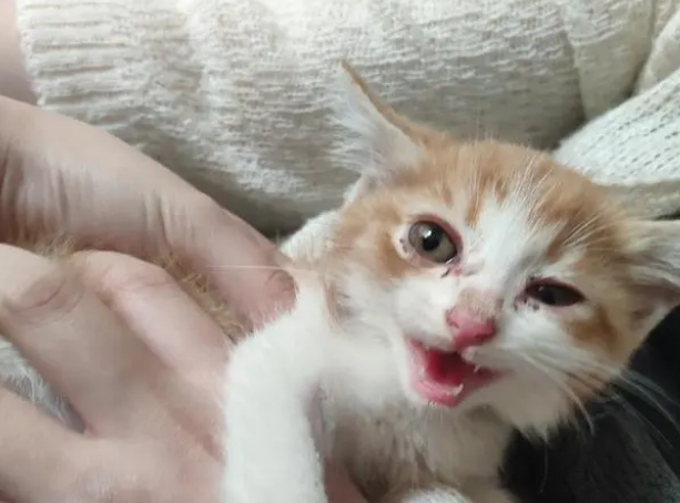 猫咪叫是什么意思 猫咪叫是什么意思