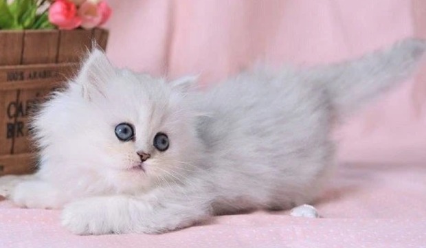 猫一个月发三次情正常吗 猫一个月发三次情正常吗