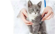 两个月大的小猫拉肚子怎么办
