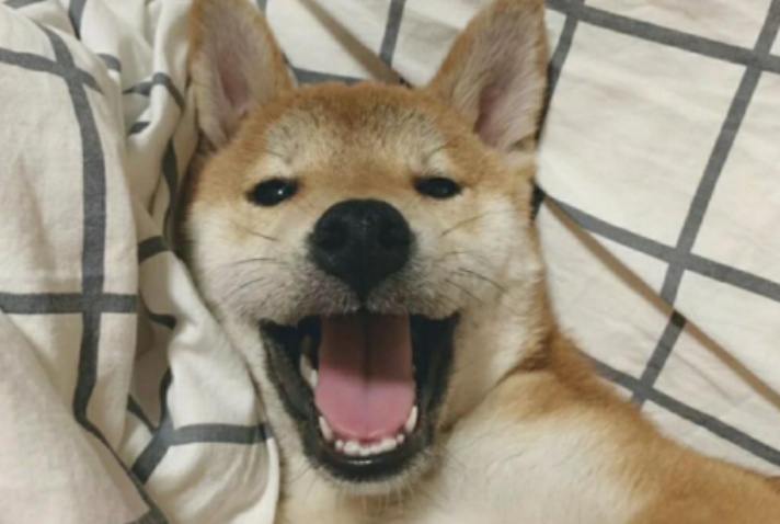 贝卫多和尼可信哪个好