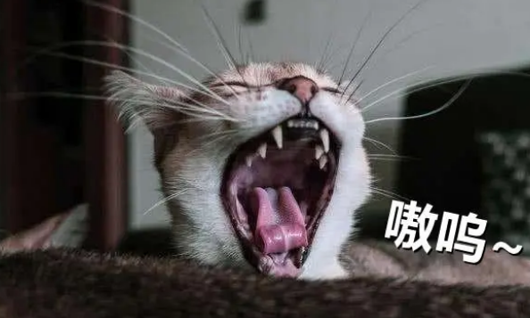 猫咪多大开始驱虫多久驱虫一次 猫咪多大开始驱虫多久驱虫一次