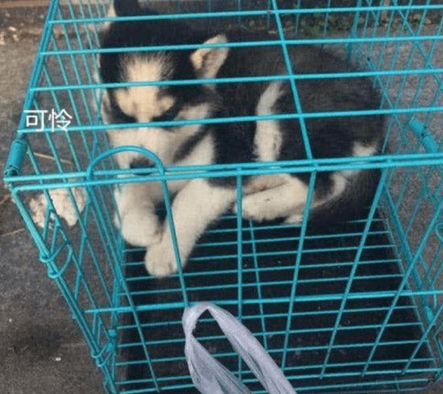 小伙发现被遗弃的二哈,以为主人恶作剧,了解原因痛哭流涕 小伙发现被遗弃的二哈,以为主人恶作剧,了解原因痛哭流涕