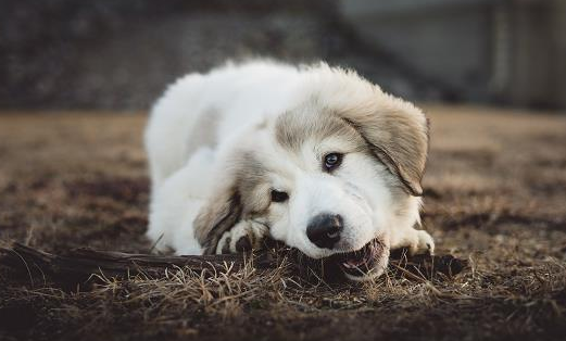狗狗被蚊虫叮咬后可以抹什么药膏