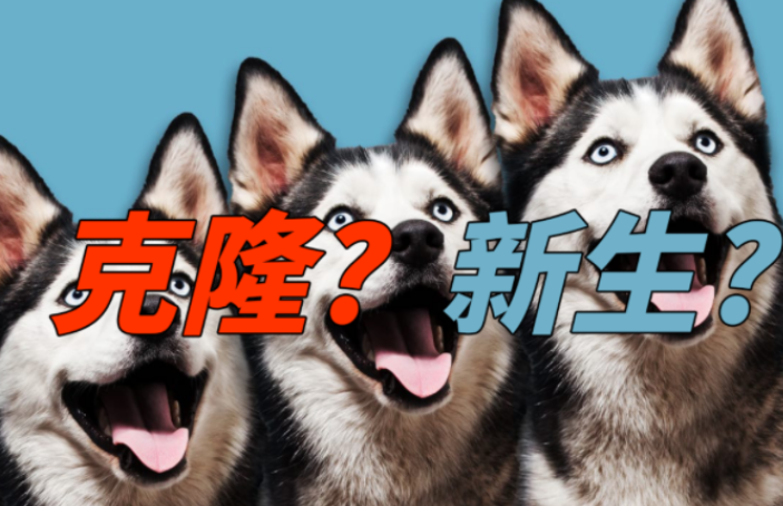花重金克隆重病爱犬，可惜仅外貌相似