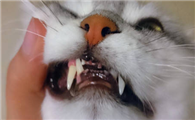 猫口炎的初期症状是什么