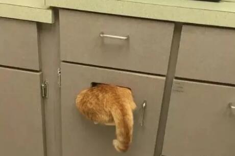 猫应激反应怎么引起的原因