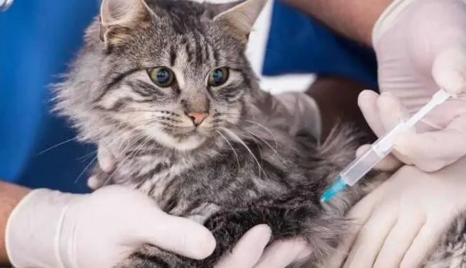 一岁的猫没打过疫苗怎么打狂犬疫苗 一岁的猫没打过疫苗怎么打狂犬疫苗