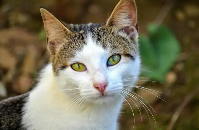 猫三联和驱虫能一起吗