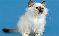 奶猫如何判断公母