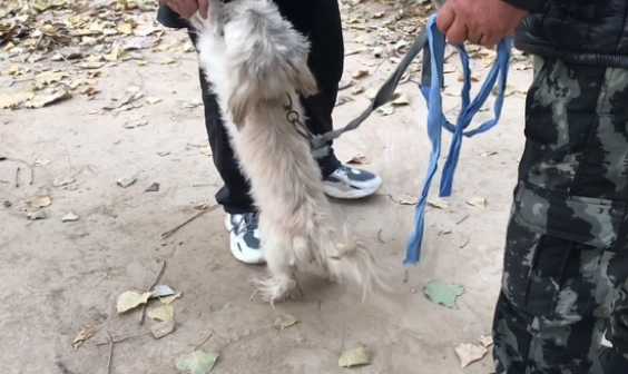 面对讨好的小狗，主人请求买家善待它，可转眼间，狗狗就进狗肉车