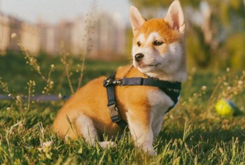 黑柴犬和四眼土狗的区别?主要在这几个方面! 黑柴犬和四眼土狗的区别?主要在这几个方面!