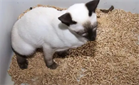 猫咪为什么乱拉尿