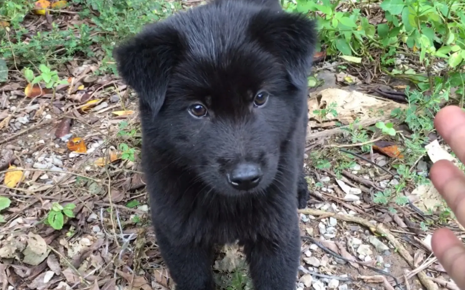中华田园犬五黑狗出售