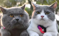 蓝猫和英短的区别
