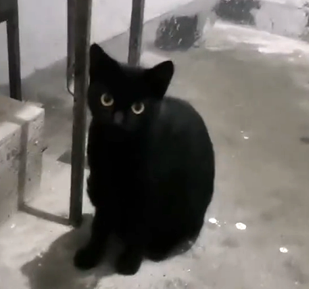 被主人弃养的流浪猫,每天守在人类家门口,为求收留主动钻进猫包 被主人弃养的流浪猫,每天守在人类家门口,为求收留主动钻进猫包